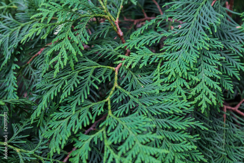 Branch pine tree