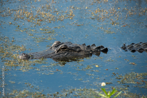 Alligator in Brazos Bend State Park, Texas