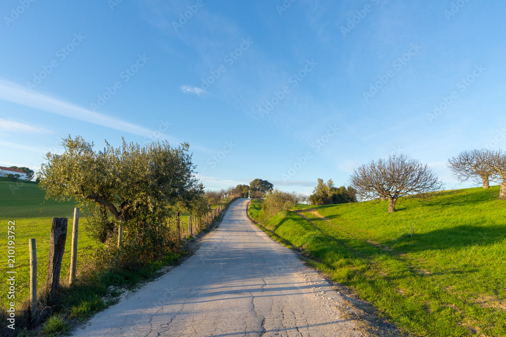 Fototapeta premium Road to farm