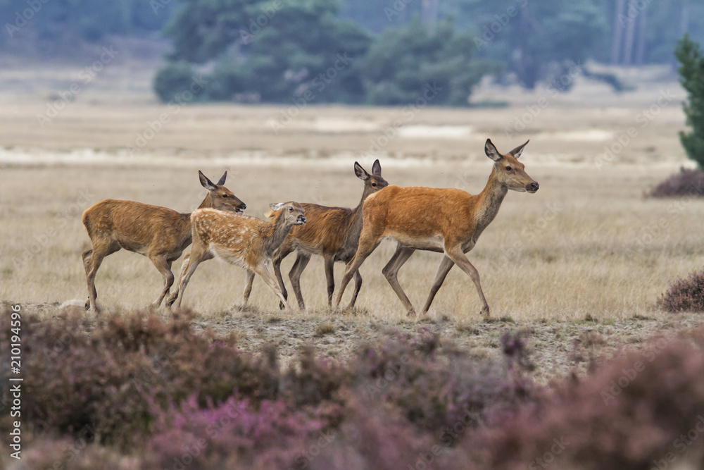 Fototapeta premium Red deer female with young ones on the heathland in National Park De Hoge Veluwe in the Netherlands