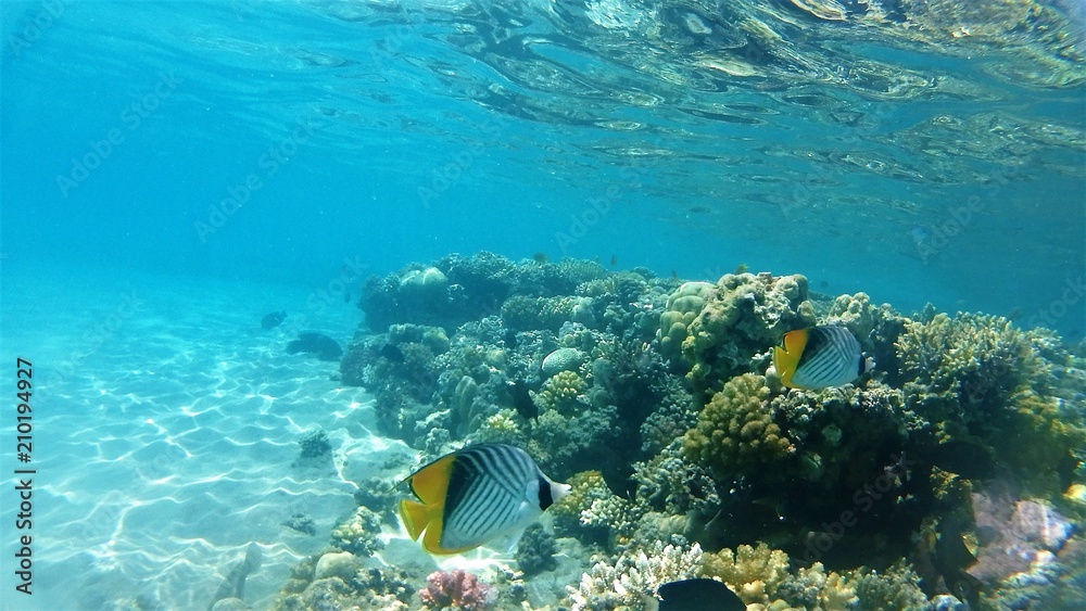 Naklejka premium Wonderful and beautiful underwater world with corals and tropical fish