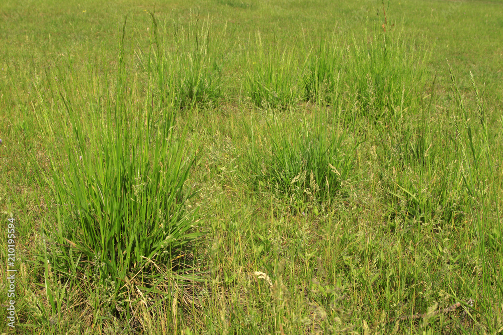 grass in a park, spring grass in a park, spring