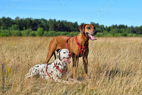 Photography Two dogs on a field