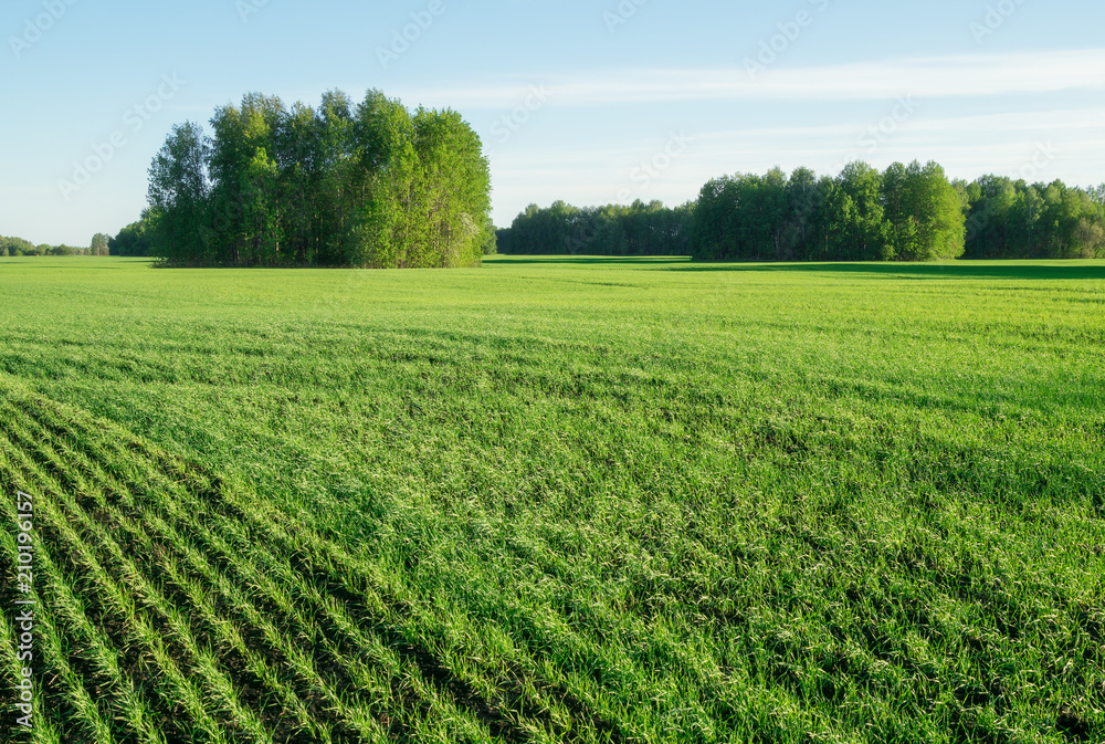 Green fields of crops in early summer Green fields of crops in early summer