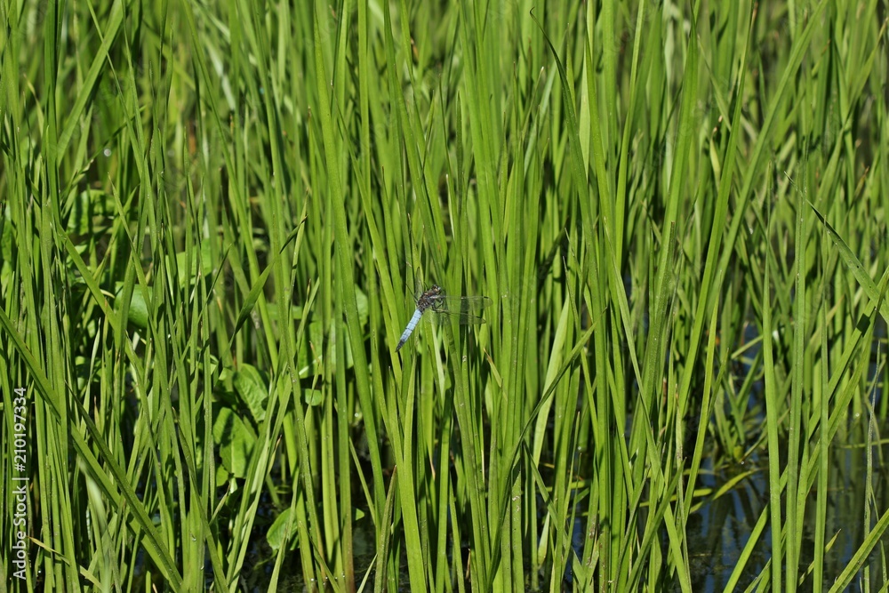 Obraz premium Männlicher Großer Blaupfeil (Orthetrum cancellatum) am Teichufer