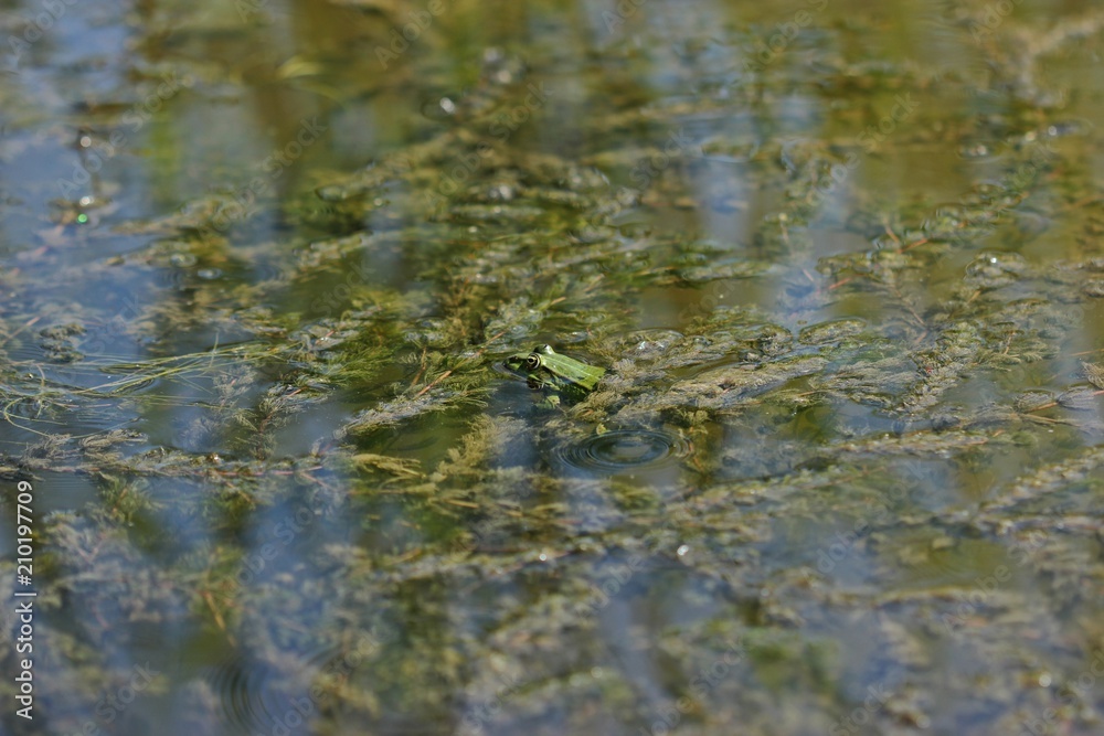 Teichfrosch (Pelophylax esculentus) zwischen Tausendblatt
Teichfrosch (Pelophylax esculentus) zwischen Tausendblatt