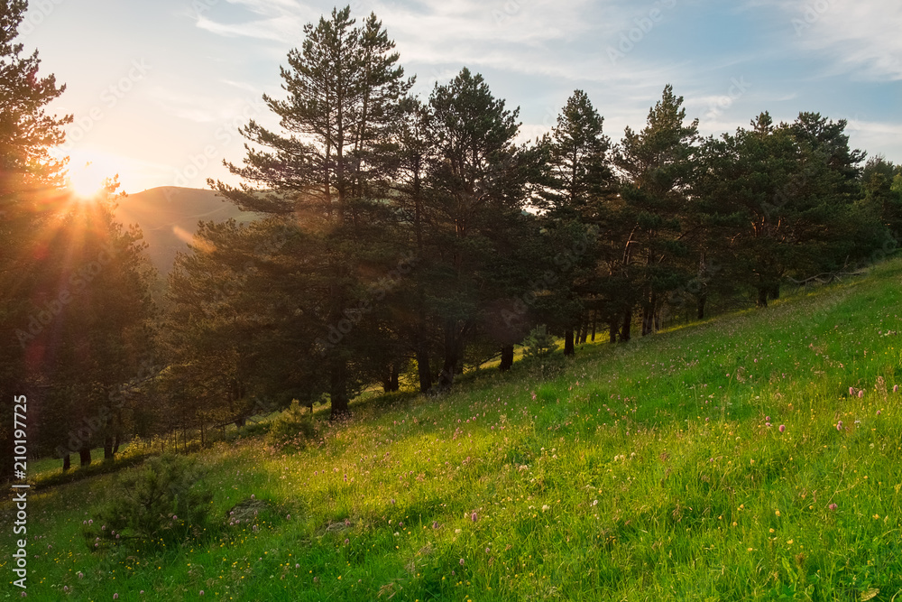 Fototapeta premium the sun at sunset in the evening lights up the fields with green grass and coniferous trees, landscape panorama