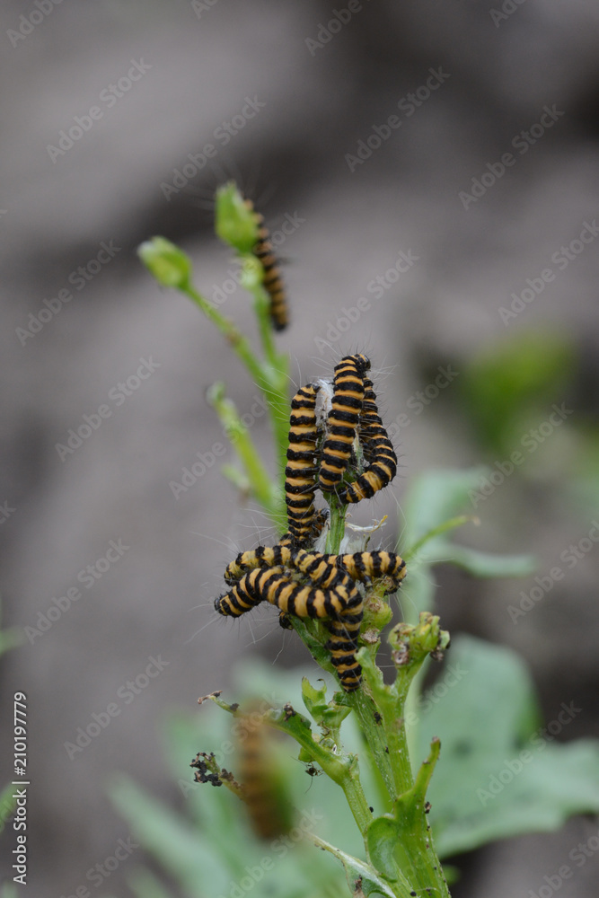 Caterpillars of the Cinnabar moth or Tyria jacobaeae. 
