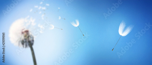 Fototapeta Naklejka Na Ścianę i Meble -  Schöne Pusteblume