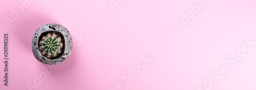 Cactus on the Pink Paper.Minimal Fashion Stillife. Concept Background Trendy Bright Colors.Copy space for Text.Top View. Flat Lay.Single Banner.