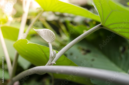 The growth of young leaf Ivy is growing as a natural thing. Green leaves look fresh and bright. photo