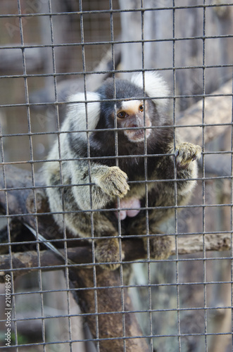 single little monkey in the zoo fence © sunyaluk