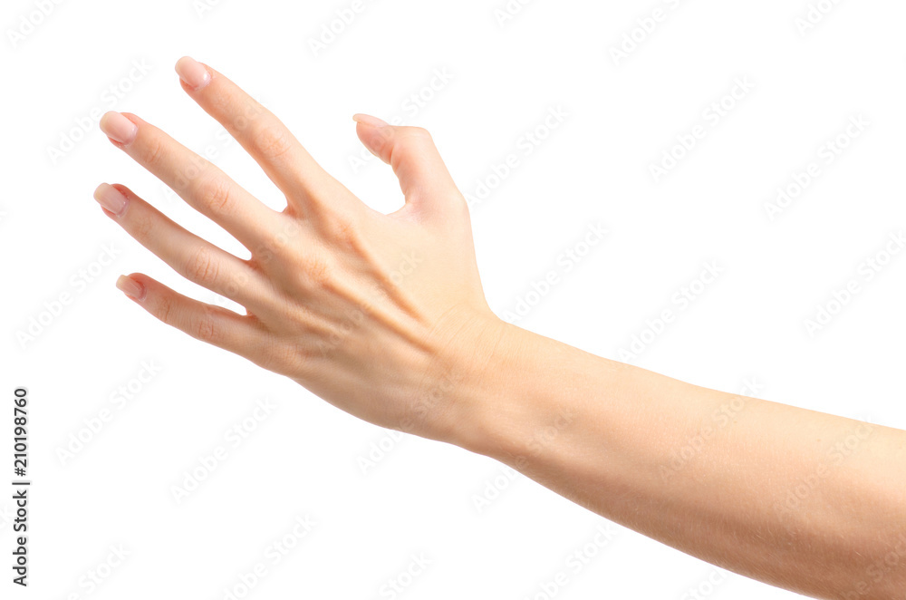 Female hands empty holding on a white background isolated