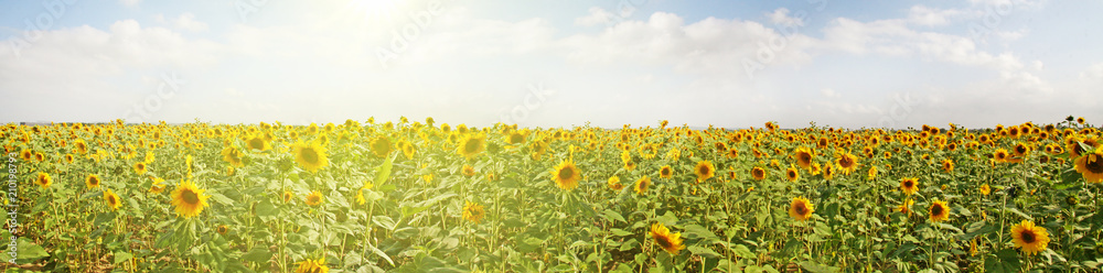 Obraz premium Wunderschöne Sonnenblumen