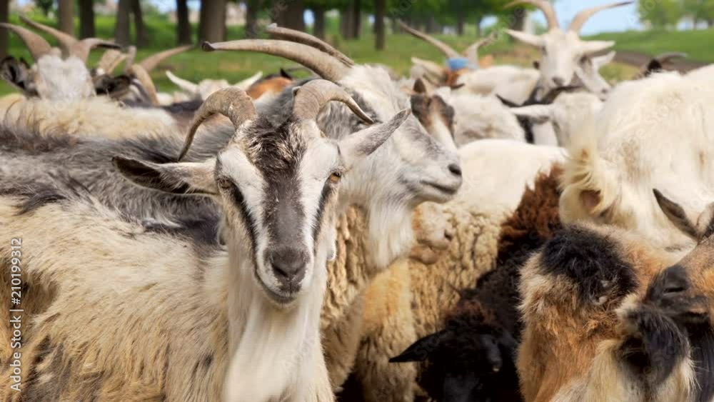 Striped goat chewing on some food on a herd background Striped goat chewing on some food on a herd background
