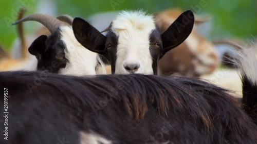 Wallpaper Mural Black and White goat making sound typical noise. Close-up long-focus lens shot Animal portrait. Torontodigital.ca