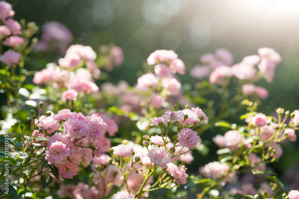 pink wild roses in the garden. With sunlight pink wild roses in the garden. With sunlight