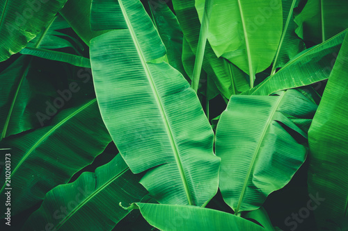 Fotografie Tropical banana leaves, Nature dark green background