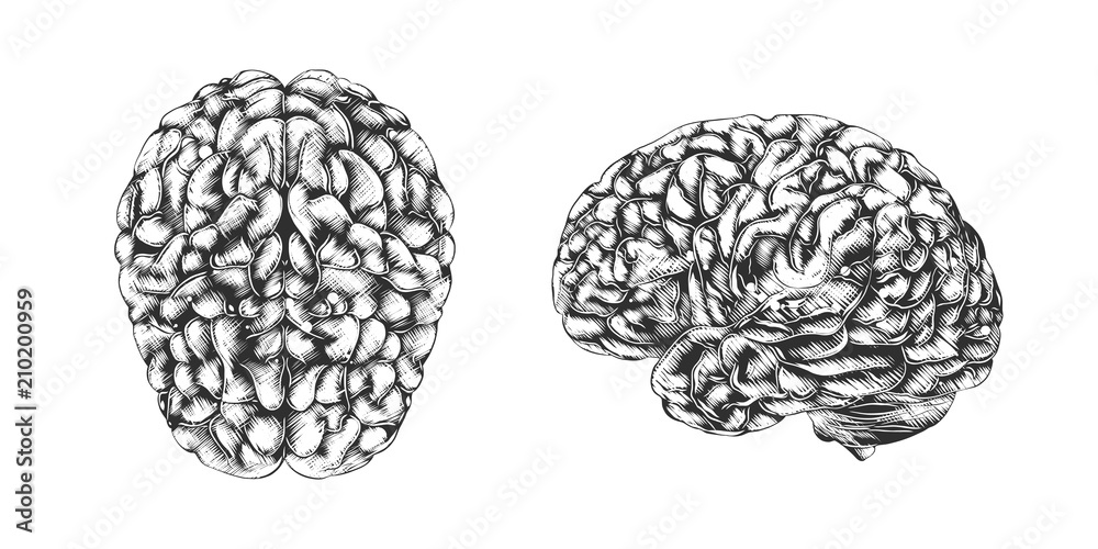 Vector engraved style illustration for posters, decoration and print. Hand drawn sketch of human brain in monochrome isolated on white background. Detailed vintage woodcut style drawing. Brain Vector engraved style illustration for posters, decoration and print. Hand drawn sketch of human brain in monochrome isolated on white background. Detailed vintage woodcut style drawing. Brain