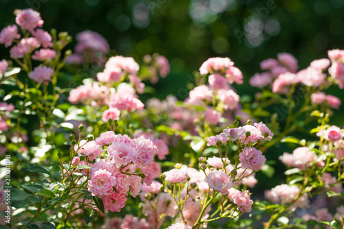 pink wild roses in the garden