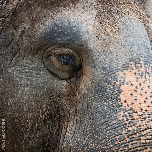 Close up elephant eyes.
