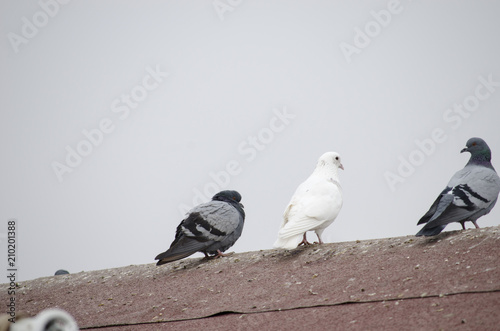 Pigeons at Cappadocia © Hasilyus