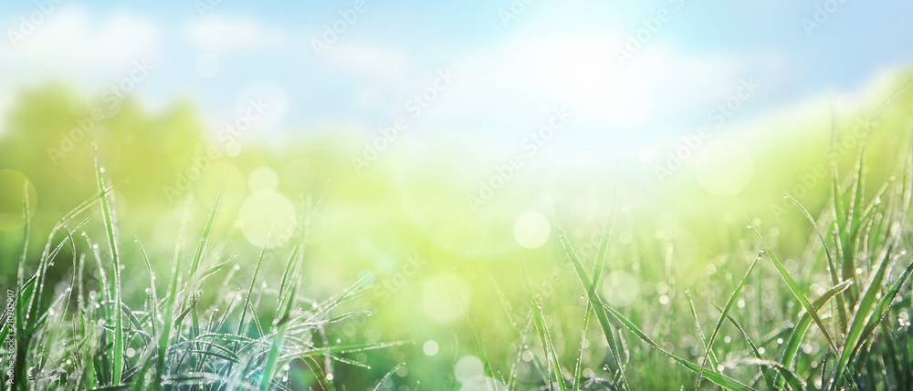 Fototapeta premium Gras im Frühling