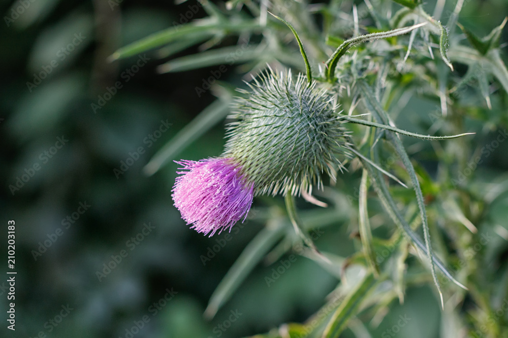 Pink Flowering Thistle in Bloom. Pink Flowering Thistle in Bloom.