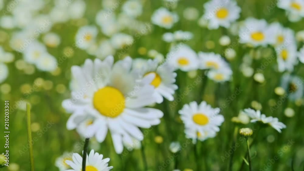 Chamomile Field Close Up View of a daisy flowers. Camera movement along the meadow with a shallow depth of field. Chamomile Field Close Up View of a daisy flowers. Camera movement along the meadow with a shallow depth of field.