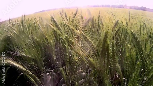 Wheat field at sunrise on a sunny day