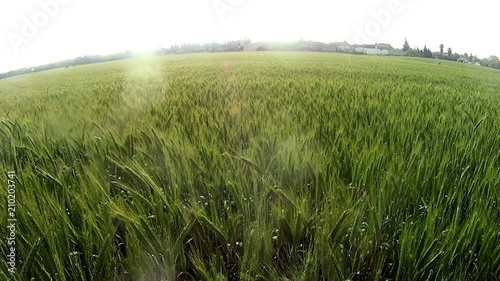 Wheat field at sunrise on a sunny day