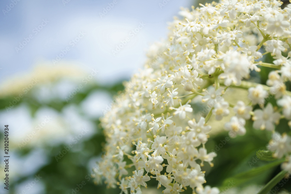 black elder blooms in the fresh air