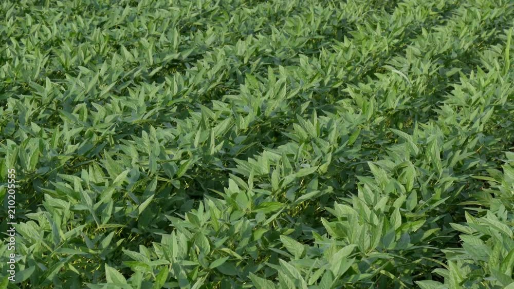 Rows of green cultivated soybean plants in field with wind blowing, 4K footage Rows of green cultivated soybean plants in field with wind blowing, 4K footage