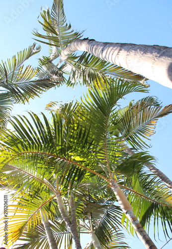 Palma Palmeira