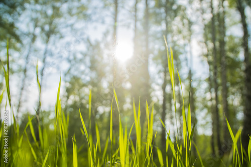 grass in the summer forest close-up