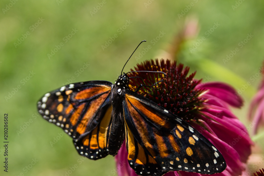 Naklejka premium butterfly eating