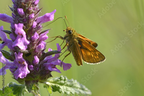 Butterfly Skipper, Hesperiidae, sitting on a wildflower and feeding on nectar