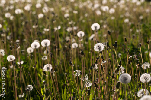 Fototapeta Naklejka Na Ścianę i Meble -  dandelions