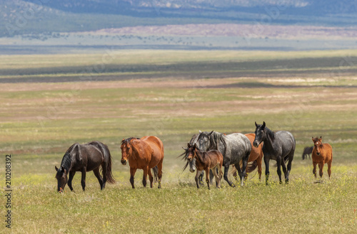 Herd of Wild Horses in Utah in Summer