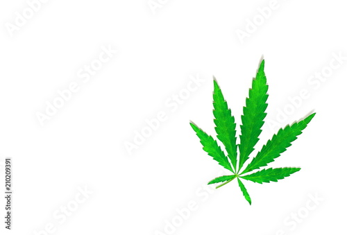 Green cannabis marijuana leaf soft focus isolated on white background isolated. Backdrop with copy space. Be happy with marijuana