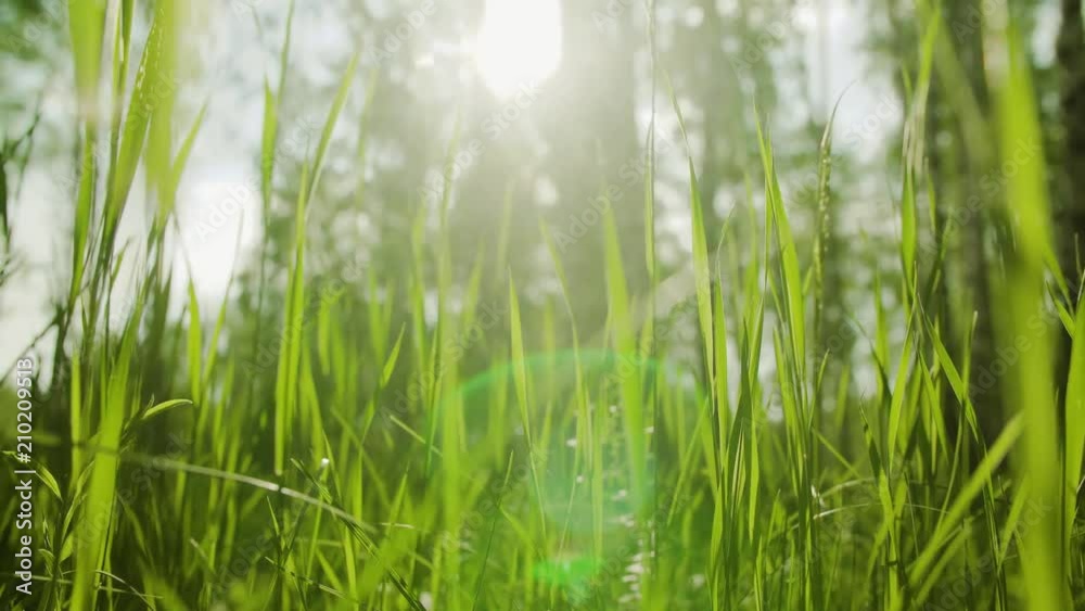 grass in the summer forest close-up