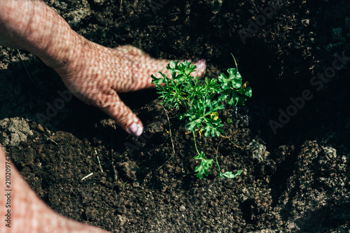 women's hands plant a green plant in the ground. care