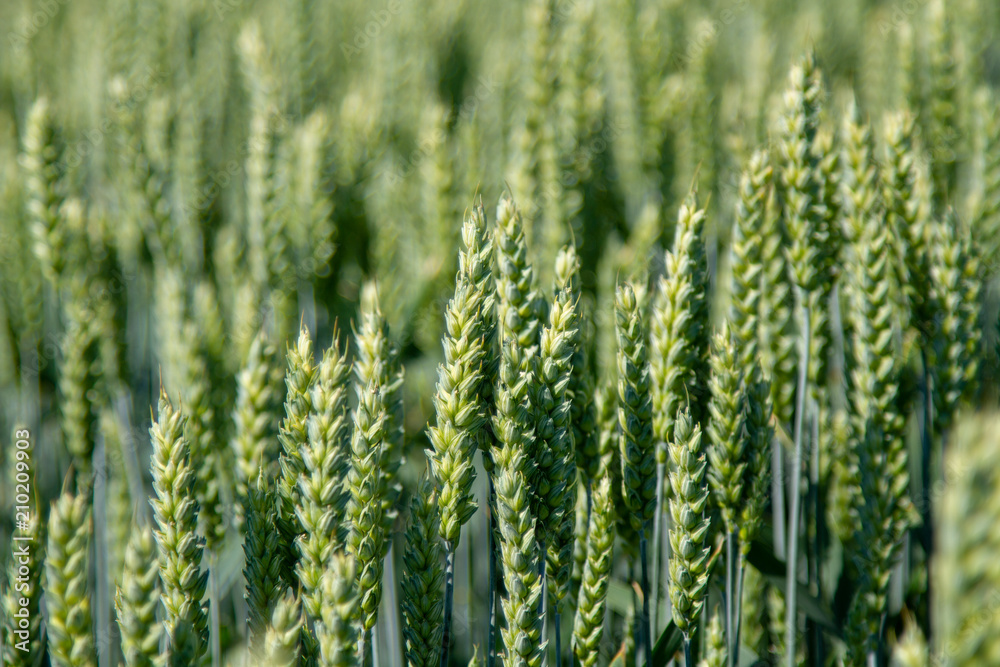 Ears of the elite barley in the field. Advertising of fertilizers for farmers, agro-companies and agro-holdings. Close-up, blurry background. Ears of the elite barley in the field. Advertising of fertilizers for farmers, agro-companies and agro-holdings. Close-up, blurry background.