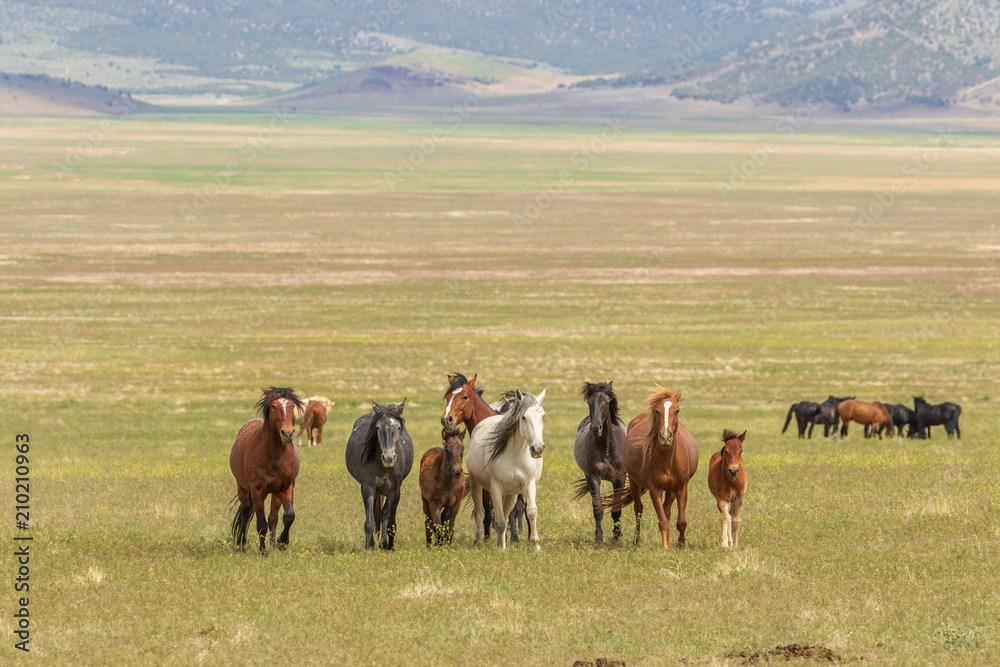 Fototapeta premium Herd of Wild Horses in Utah in Summer