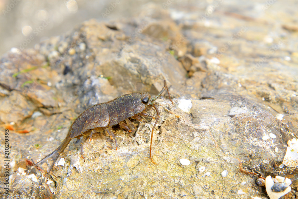 porcellio