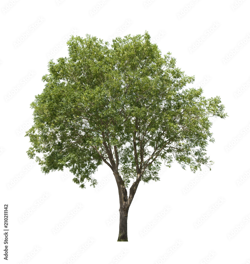 ash tree isolated