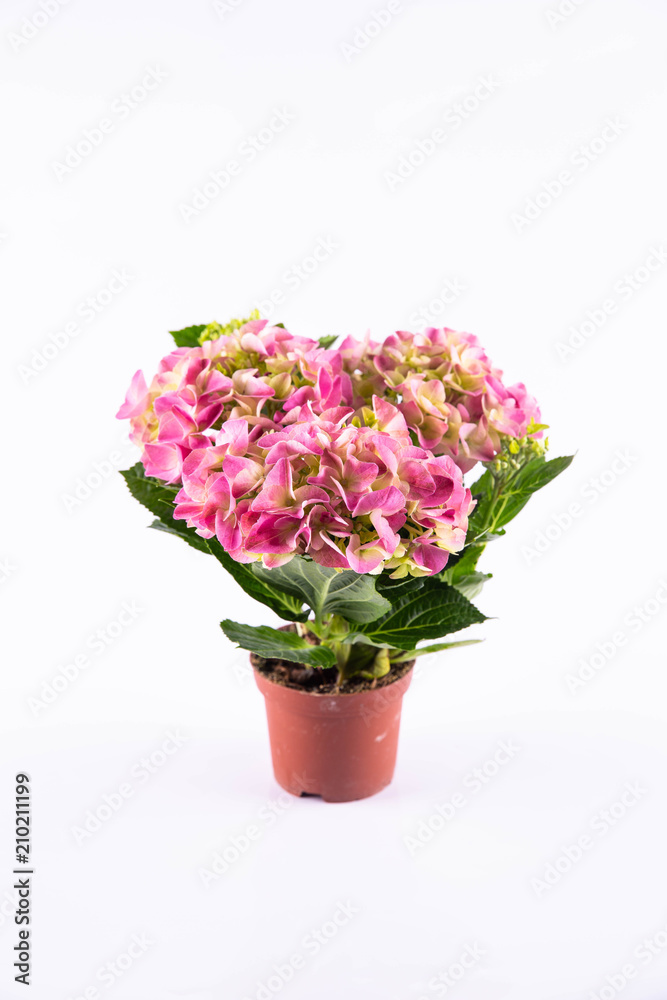 A pink hydrangea in a pot A pink hydrangea in a pot