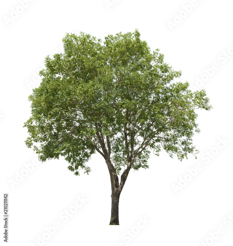 ash tree isolated photo