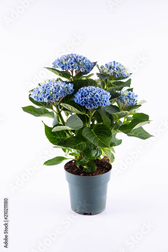 A blue hydrangea in a pot