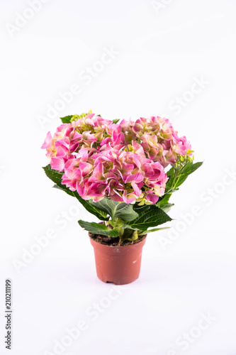 A pink hydrangea in a pot